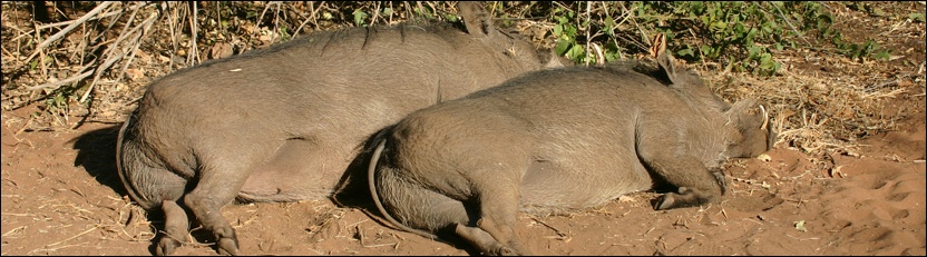 Warthog - Chobe National Park