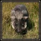 Warthog