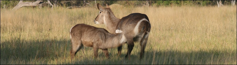 Waterbuck - Moremi Game Reserve