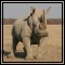 White Rhino
