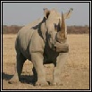 White Rhino