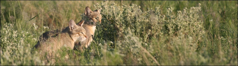 African Wild Cat - Central Kalahari Game Reserve
