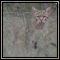 African Wild Cat