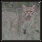 African Wild Cat