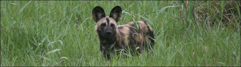African Wild Dog - Linyanti, Chobe National Park