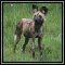 African Wild Dog