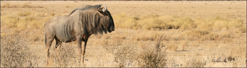 Blue Wildebeest - Kgalagadi Transfrontier Park