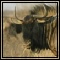 Blue Wildebeest