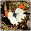 Insects & Reptiles