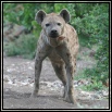 Hyenas