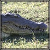 Crocodiles