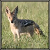 Black-backed Jackal