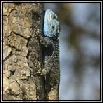Lizards
