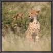 Cheetah