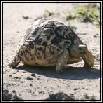 Other Reptiles