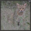 African Wild Cat