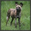 African Wild Dog