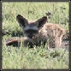 Bat-eared Fox