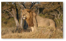 Lion - Khwai, Moremi Game Reserve