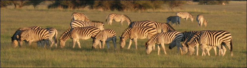 Burchell’s Zebra- Nxai Pan National Park