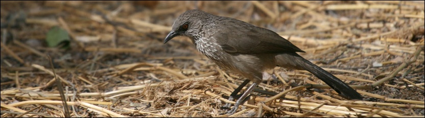 Arrowmarked Babbler - Khwai, Moremi Game Reserve