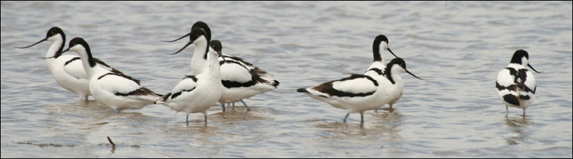 Pied Avocet - Dikabeya Dam, Palapye