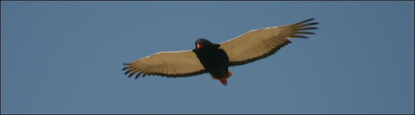 Bateleur - Chobe National Park