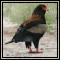 Bateleur