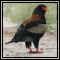 Bateleur
