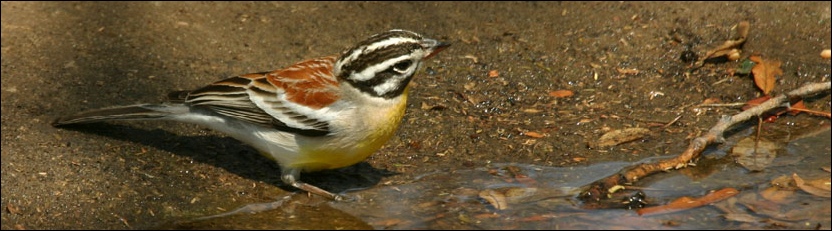 Golden-breasted Bunting - Khama Rhino Sanctuary