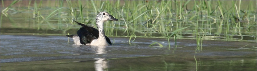 Comb Duck - Tuli Block