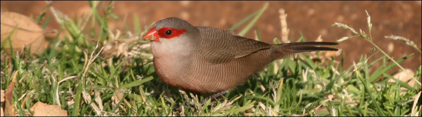 Common Waxbill