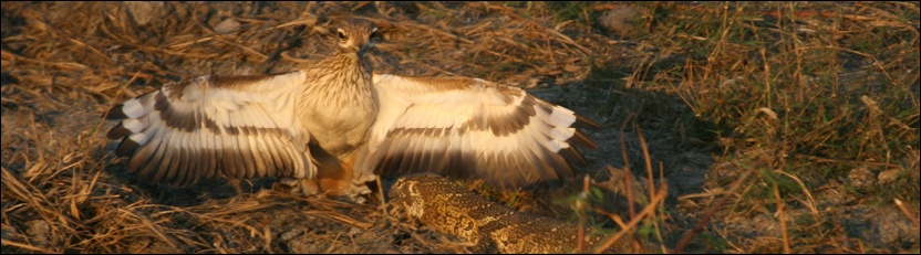 Water Thick-Knee & Nile Monitor - Chobe National Park