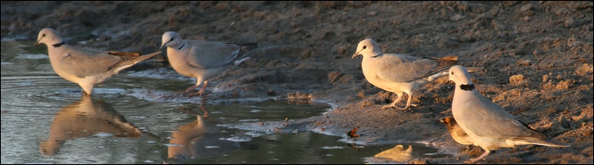 Cape Turtle-Doves - Khama Rhino Sanctuary
