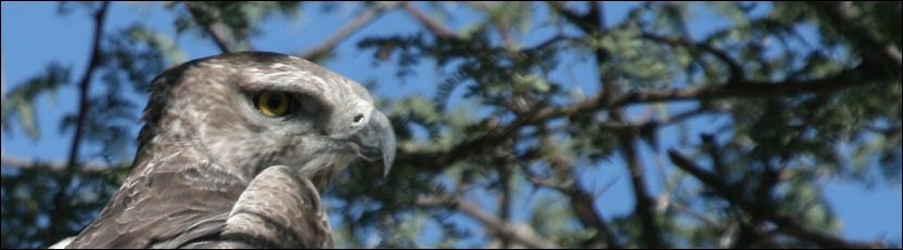 Martial Eagle - Moremi Game Reserve