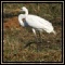 Egrets & Spoonbill