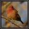 Firefinches