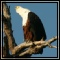 African Fish Eagle
