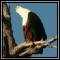 African Fish Eagle
