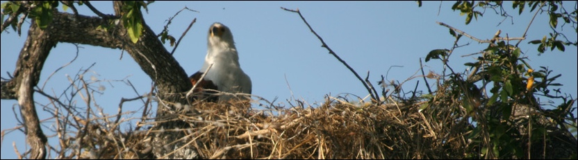 African Fish Eagle - Chobe National Park