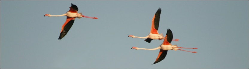 Greater Flamingo - Dikabeya Dam, Palapye