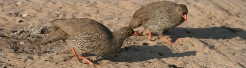 Redbilled Spurfowl - Mabuasehube Game Reserve