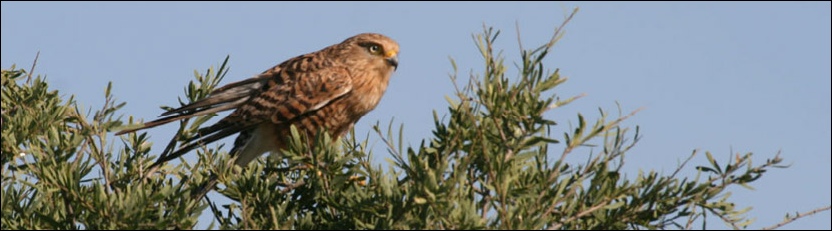 Greater Kestrel - Deception Valley