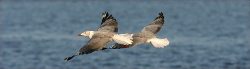 Grey-headed Gull - Chobe National Park