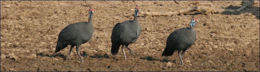 Helmeted Guineafowl