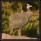 Guineafowl
