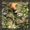 Hoopoe & Woodhoopoes