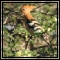 Hoopoe & Woodhoopoes