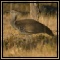 Bustards