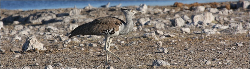 Kori Bustard